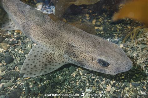 small-spotted catshark fun facts