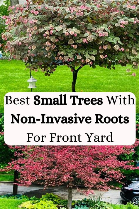 12 small trees with non invasive roots for front yard Artofit