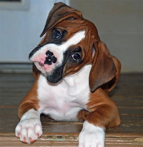 Smallest Boxer Dog