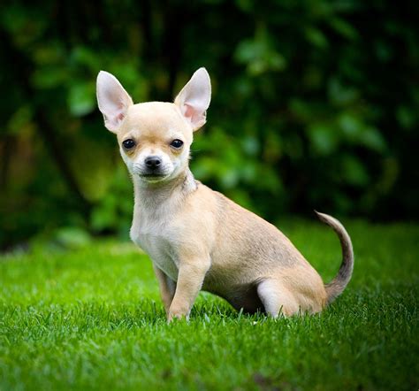 Smallest Dog Breed
