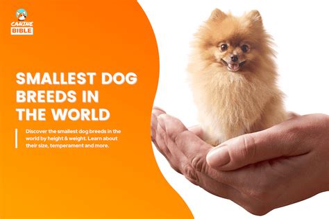 Smallest Dog List