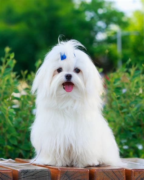 smallest maltese dog