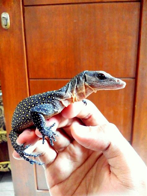 smallest monitor lizard pet