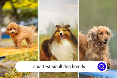 Smallest Smart Dogs