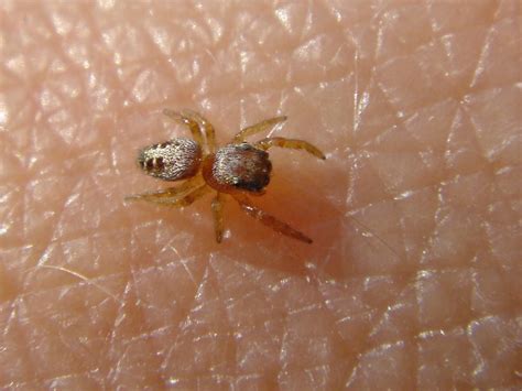 smallest spider ever