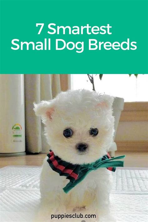 Smart Small Sized Dogs