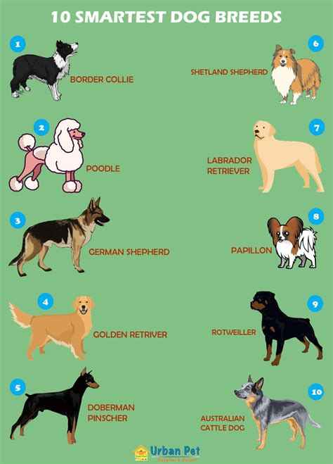 smartest dog breeds in order