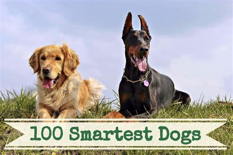 smartest dog breeds list