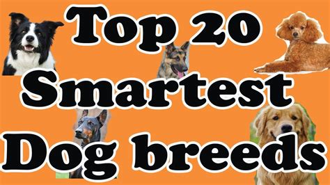 smartest dog breeds top 20