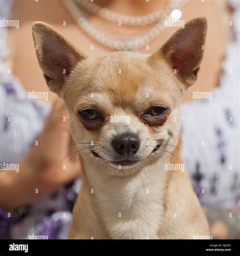 Smiling Chihuahua