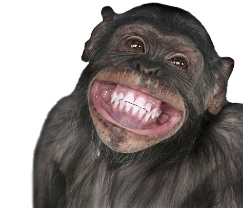 Smiling Monkey Meme