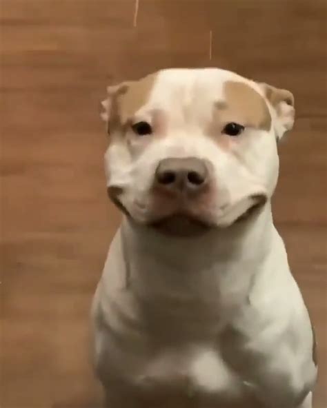 Smiling Pitbull