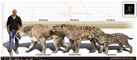 Unravel the Mammoth Mystery: Discover Smilodon's Enormous Size That Shocked prehistoric Worlds