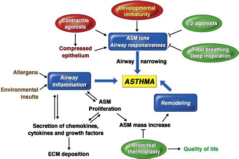 smith asthma and allergy