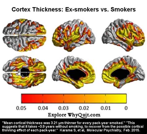Smokers Brain Cortex