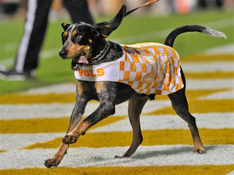 Smoky, the Tennessee mascot dog, sits on the field during a football game.