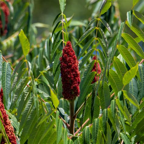 Smooth Sumac Size