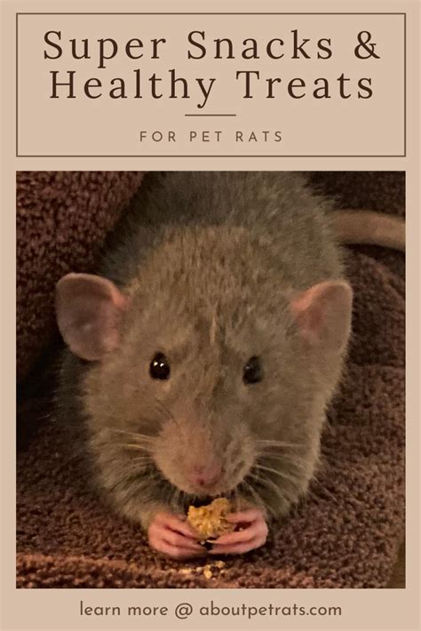 Snacks For Pet Rats