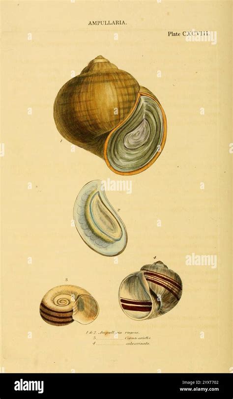 Snail Definition Longman