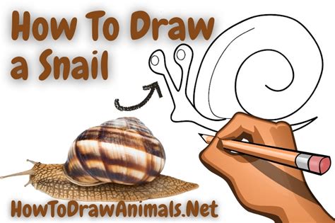 Snail Drawing Tutorial