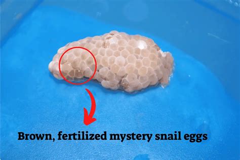 Snail Eggs Brown