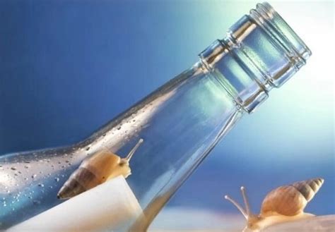 Snail In Lemonade Bottle Case