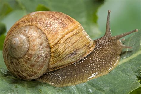 Snail Is An Example Of Mollusks