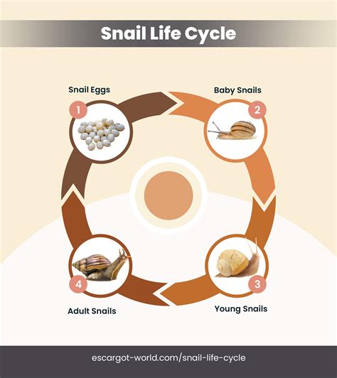 snail life cycle diagram