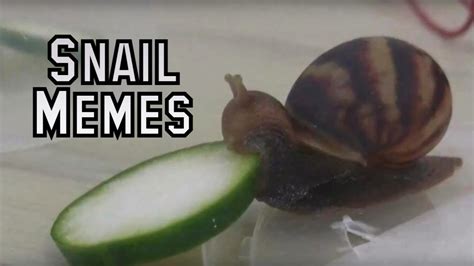 Snail memes Meme by Dlegofan ) Memedroid