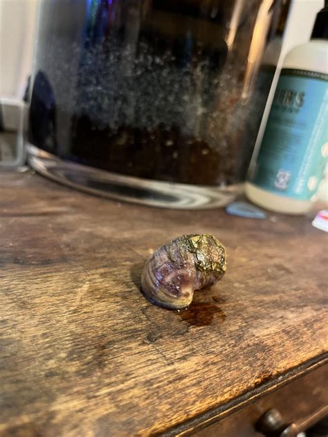 Snail Shell Deterioration