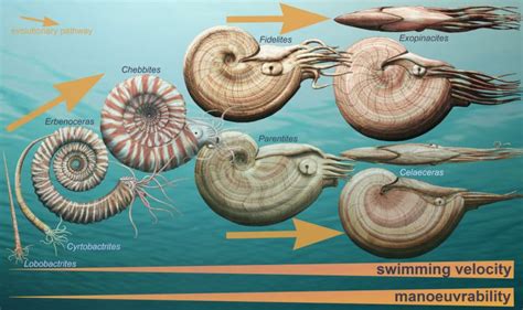 Snail Shell Evolution