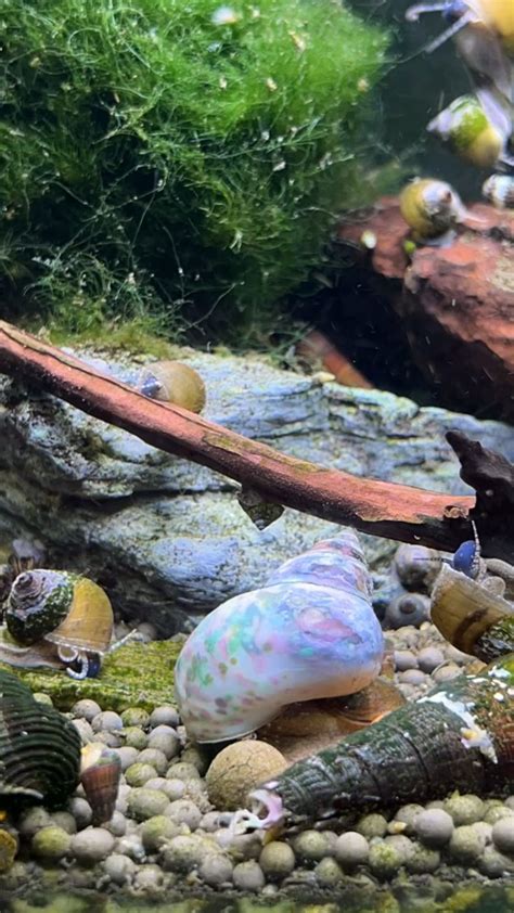 Snail Shell Growth Time Lapse