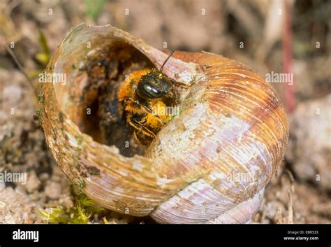 Snail Shell Nesting Bees