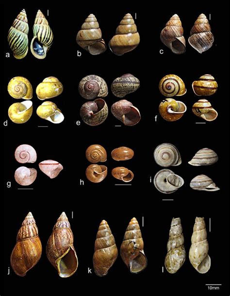 Snail Shell Types