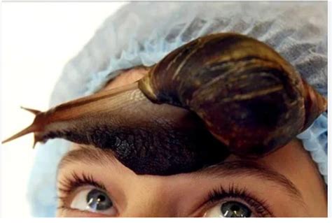 Snail Slime Application