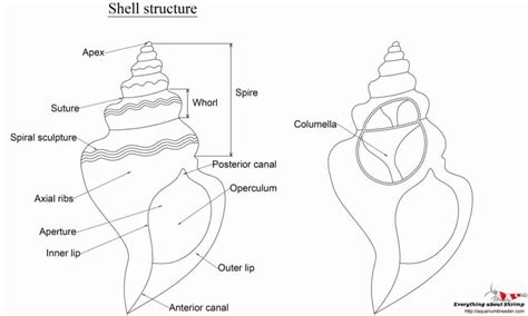 Diagram of Snail ShellHow To Draw Snail Shell StructureSnail Shell