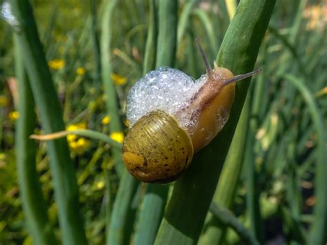 Snails And Bubbles