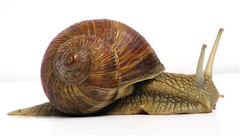 Snails Are Examples Of Quizlet