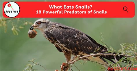Snails Are Predators