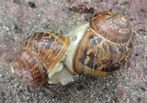 Snails Breeding Behavior