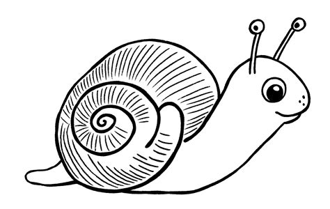 Snails Drawing