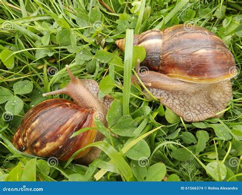 Snails Eating Grass