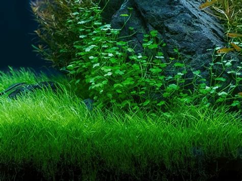 Snails Eating Java Fern