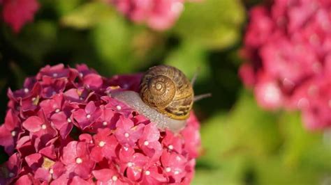 Snails Eating My Hydrangea
