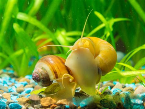 Snails Fish Tank Algae