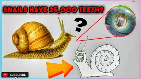 Snails Have 25000 Teeth