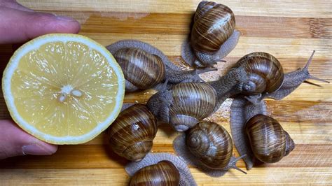 Snails In Lemon Tree