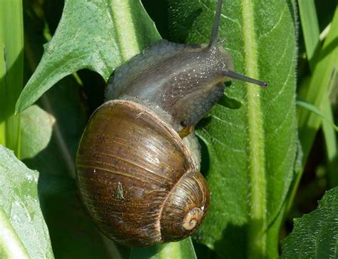 Snails In Michigan
