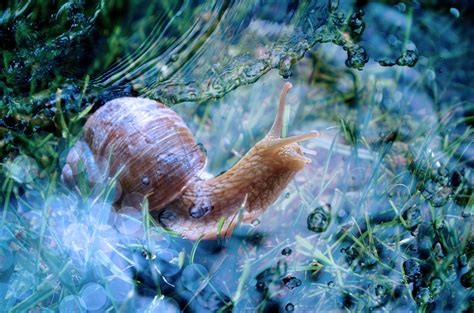 Snails Live Underwater