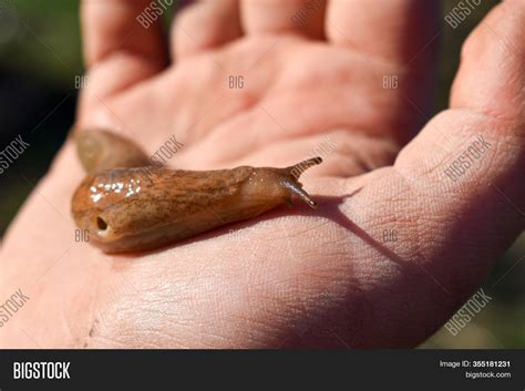 Snails Live Without Their Shells